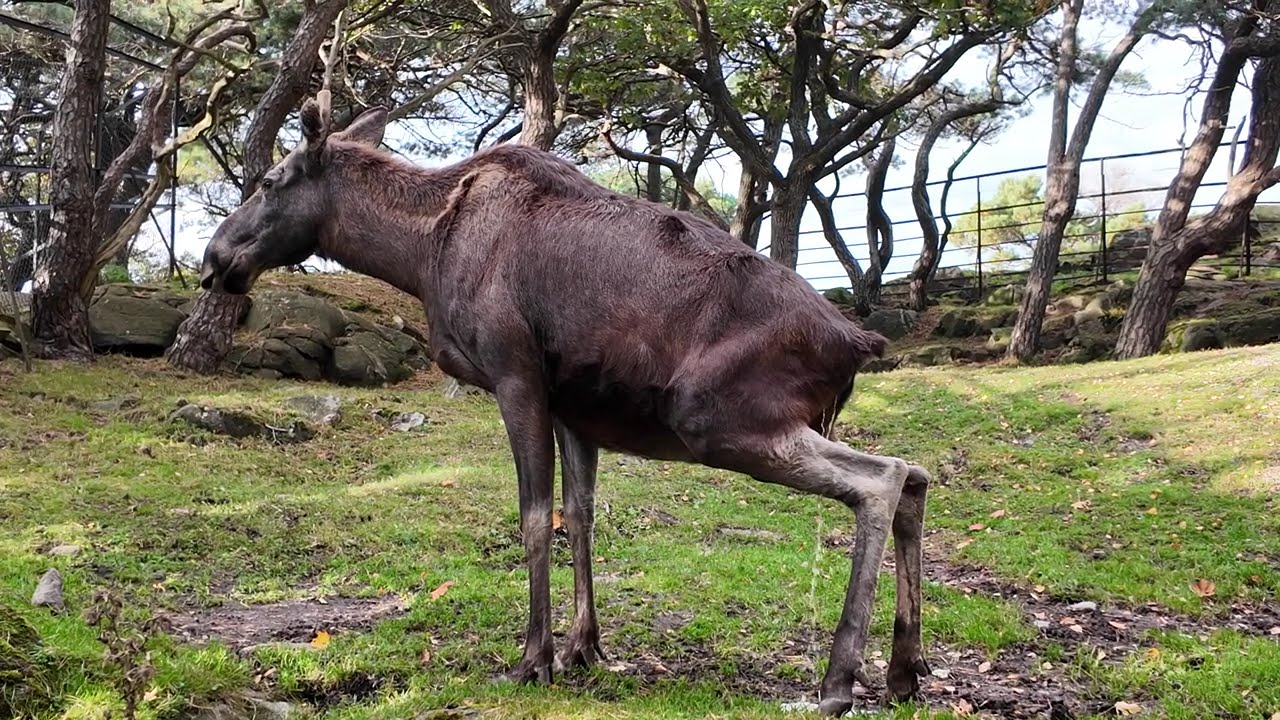 The Majestic Beast of Slottsskogen