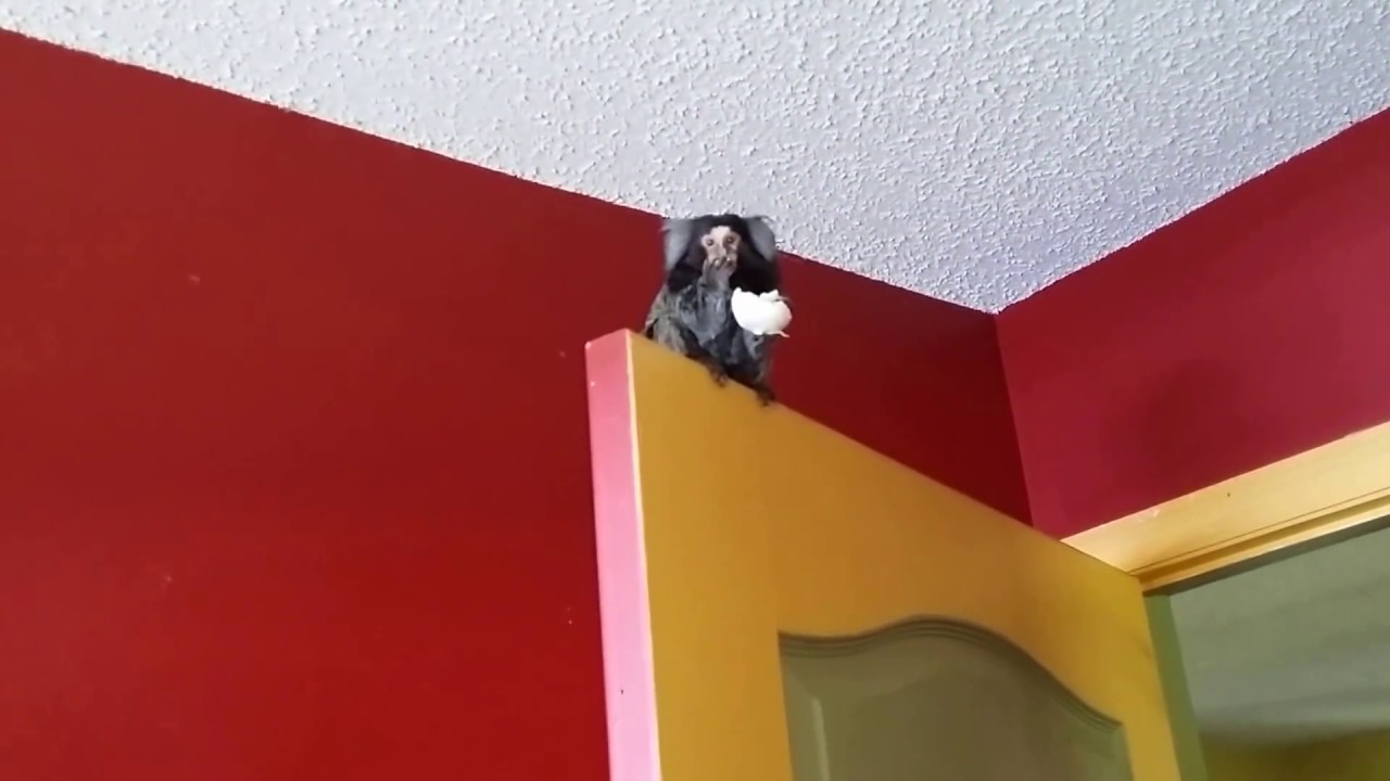 Marmoset monkey going nuts over a hard boiled egg