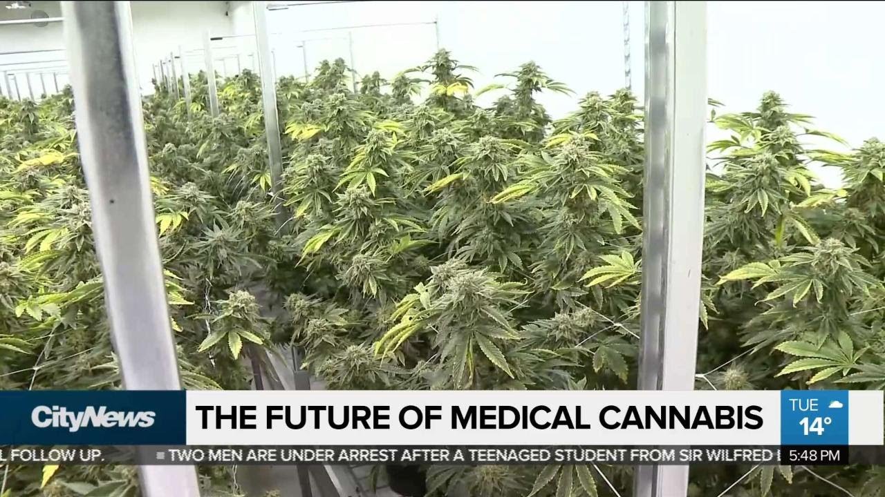 What's the future of medical cannabis in Canada?