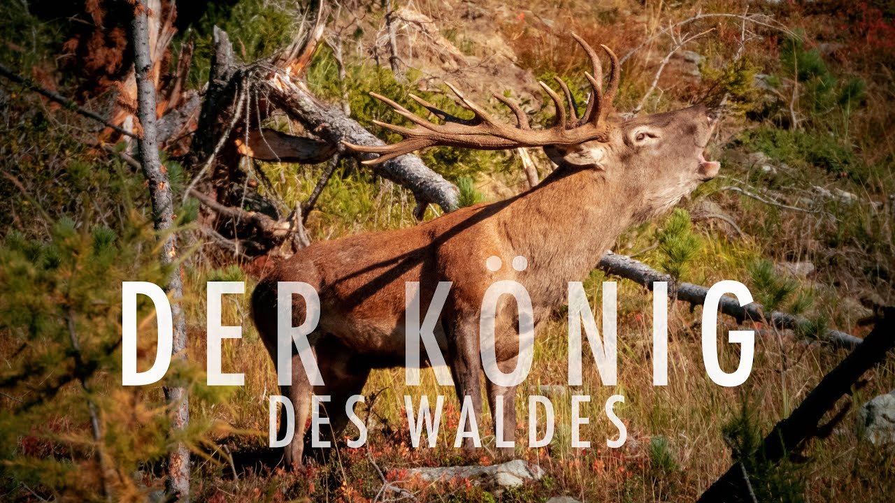 Hirschbrunft kapitale Rothirsche, Der K&ouml;nig der W&auml;lder