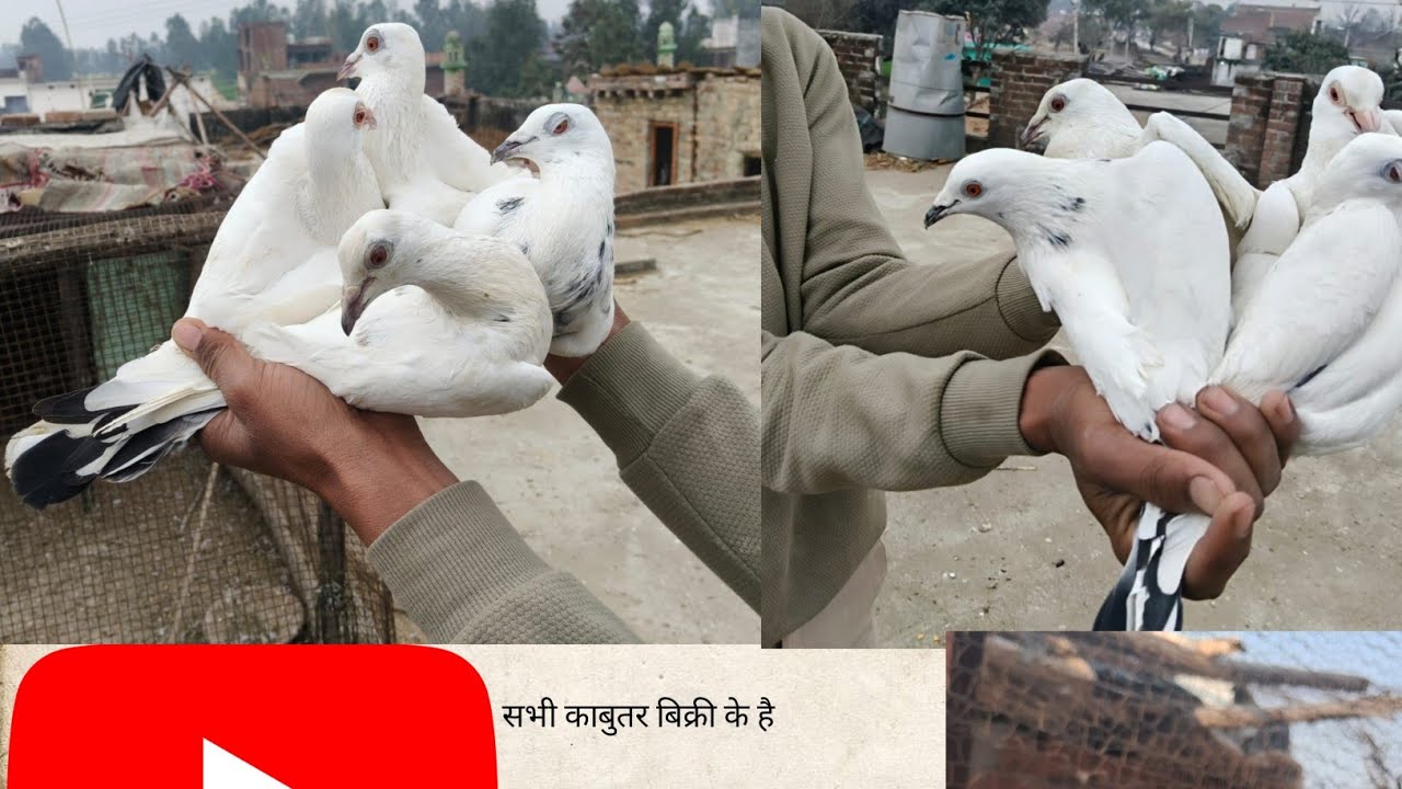 Sameer bhai ki chat par aaj ka sokh mandrasi kabutar ki#viral #pigeon #pigeon #kabootarba 