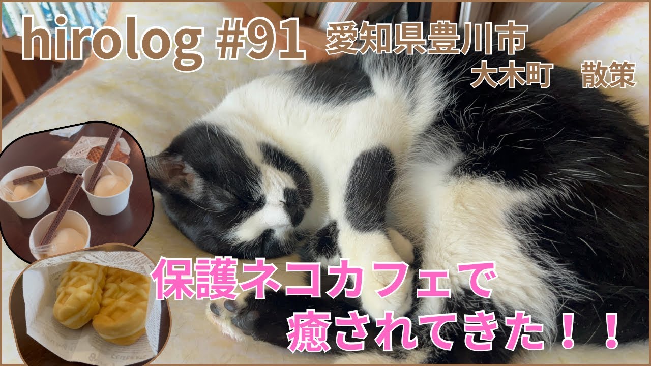 hirolog#91    愛知県豊川市、保護ネコ達に癒されてきました。