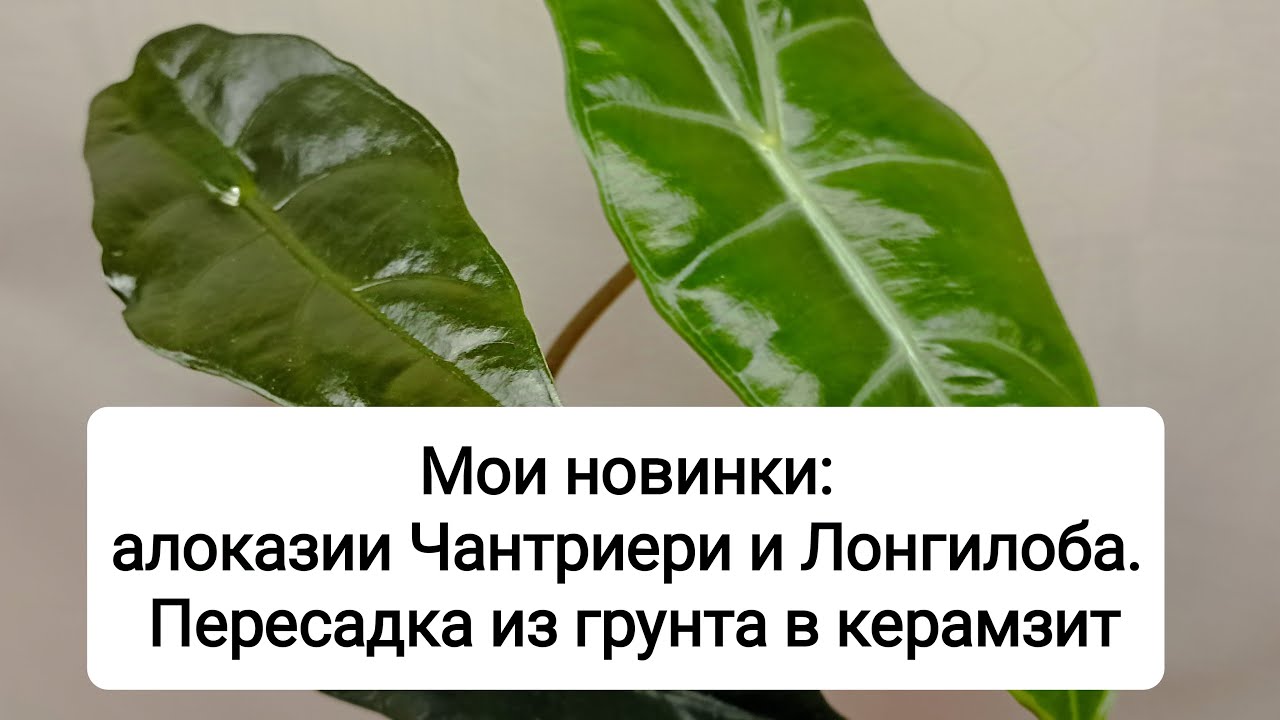 Мои новинки: алоказии Чантриери и Лонгилоба. Пересадка из грунта в керамзит