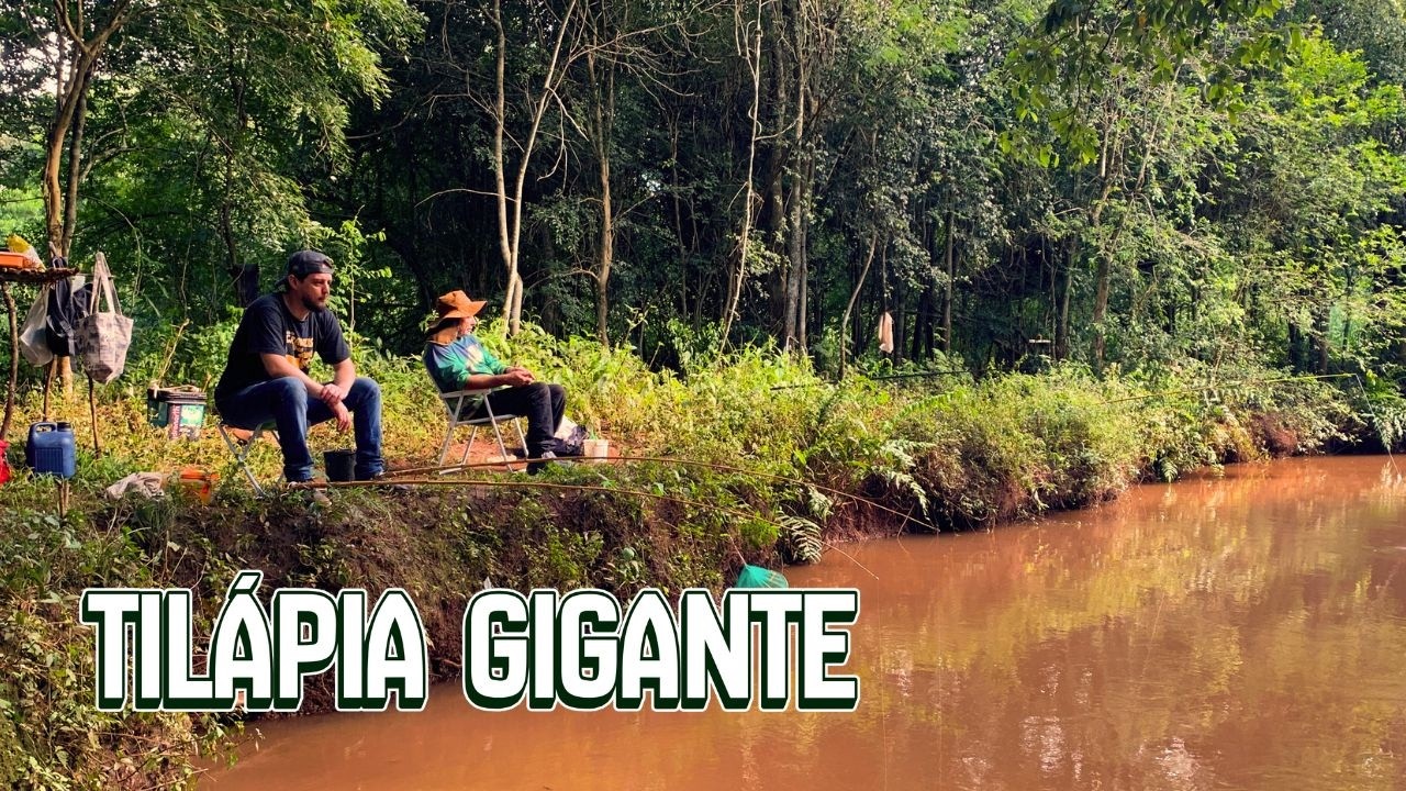 PESCA boa com inscrito do canal e uma TILÁPIA selvagem GIGANTE