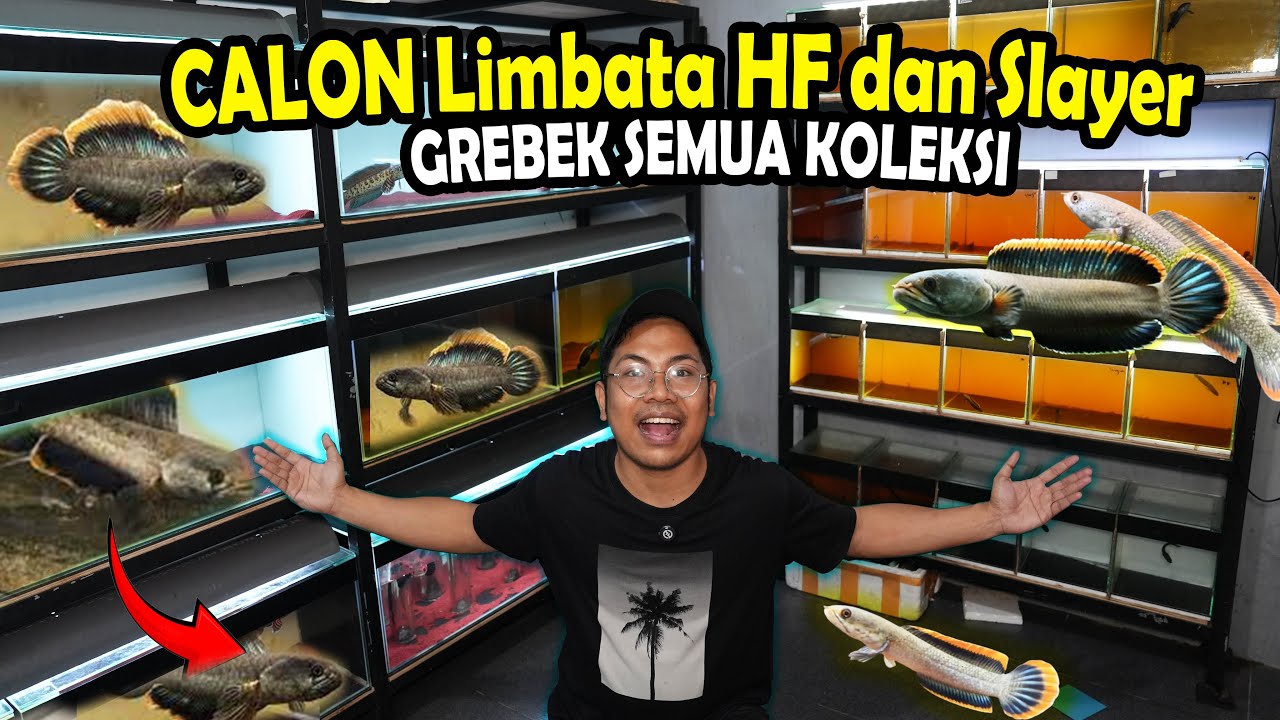 UPDATE!! CHANNA LIMBATA APA AJA DIGALERI BOS BOS QU?
