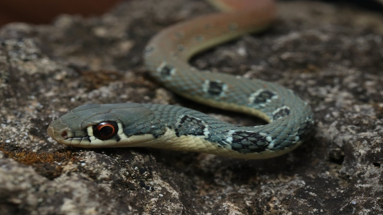 Herping Corfu | Catching BEAUTIFUL SNAKES