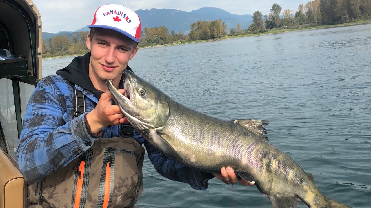 Chum Salmon On The Harrison River BC