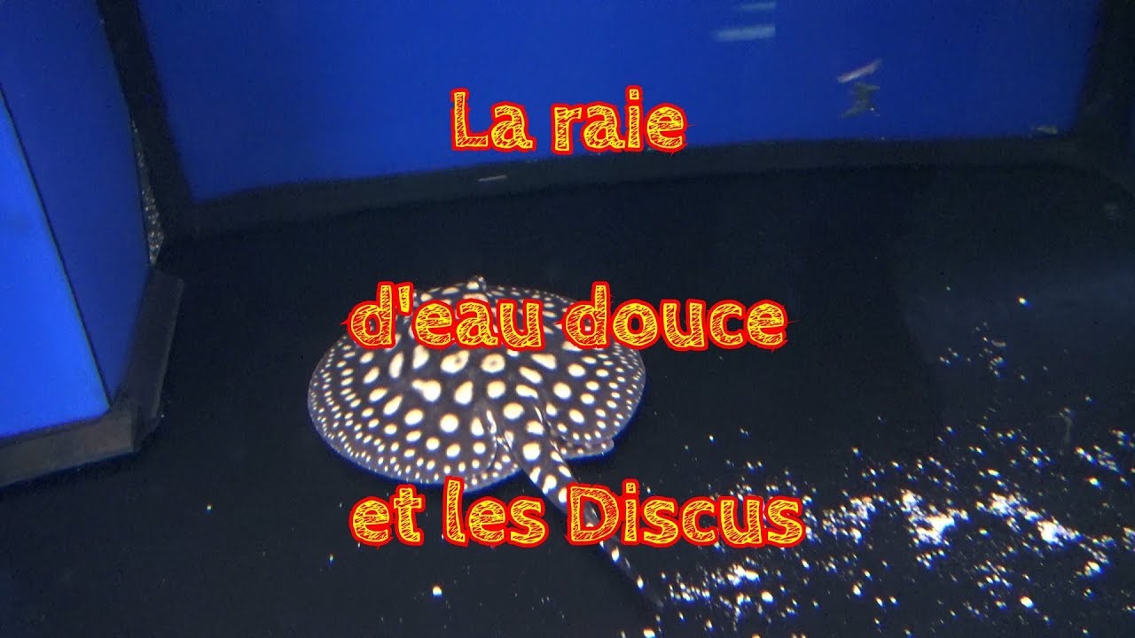 La raie d'eau douce et les Discus