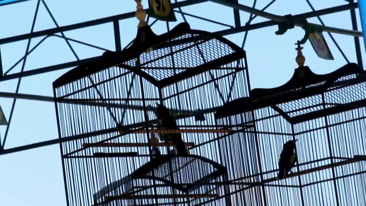 SUARA BURUNG : Kacer Rambo Milik Mr Edy PLN, Roll Speed Mantap.