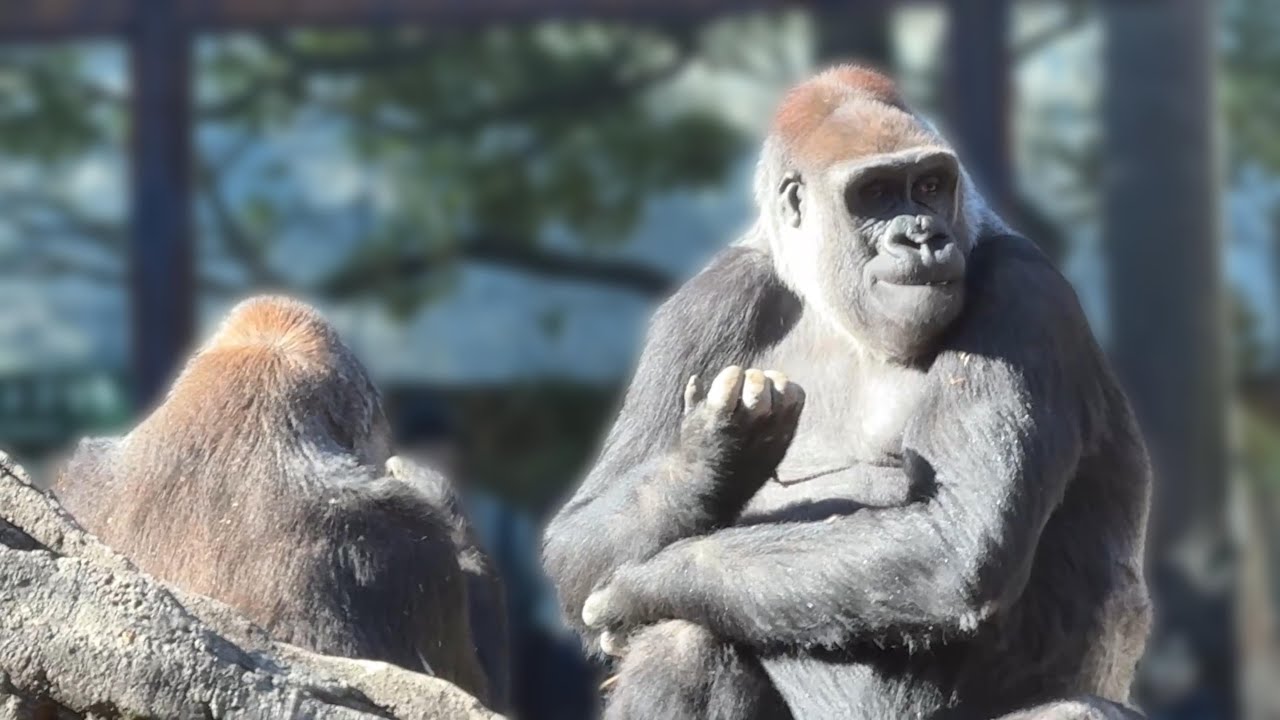 gorilla ママに甘えたいコモモ【2026年‎1月10日】【上野動物園】ゴリラ💗