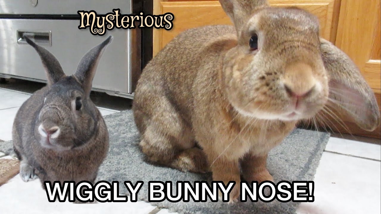 Why Do Bunny Noses Wiggle? Mysterious Rabbit Nose!
