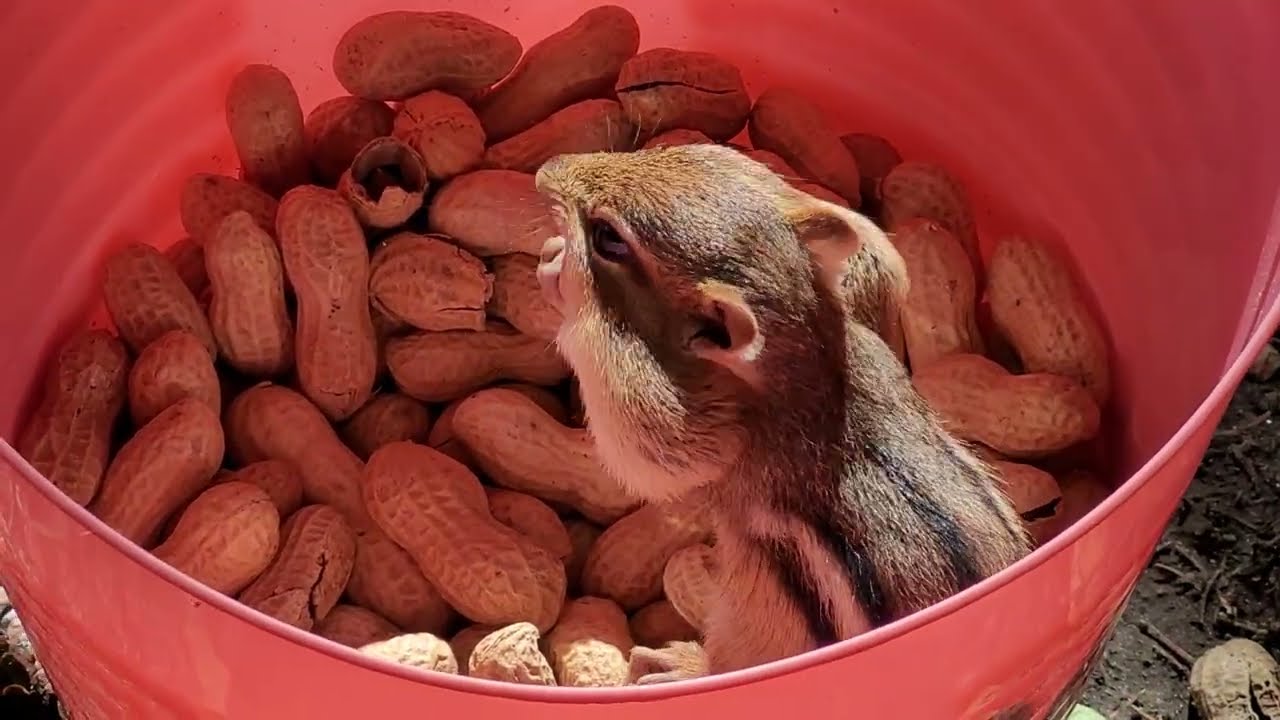 Chipmunk Sanctuary Action! #cute