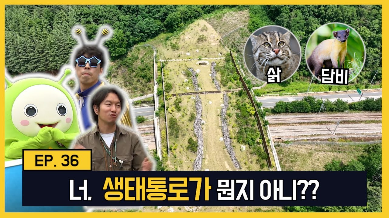 생태통로 카메라에 이런게?? ㄷㄷ(Feat. 삵, 멧돼지, 너구리, 오소리)/ [꾼따 ep.36]
