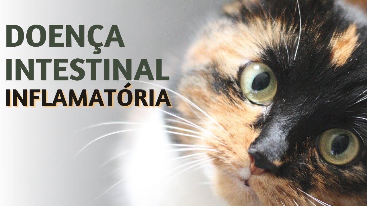 Doença Intestinal Inflamatória | Dra Paty Bastos