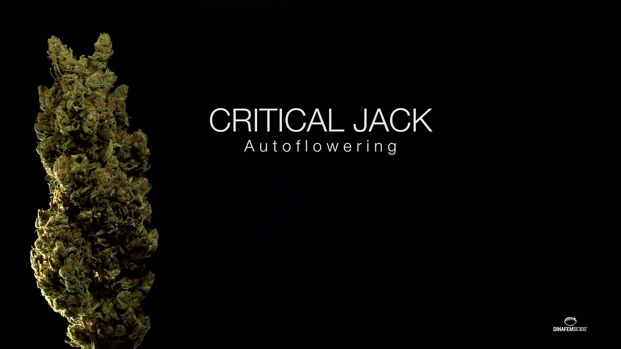 Critical Jack Autoflowering - Dinafem Seeds