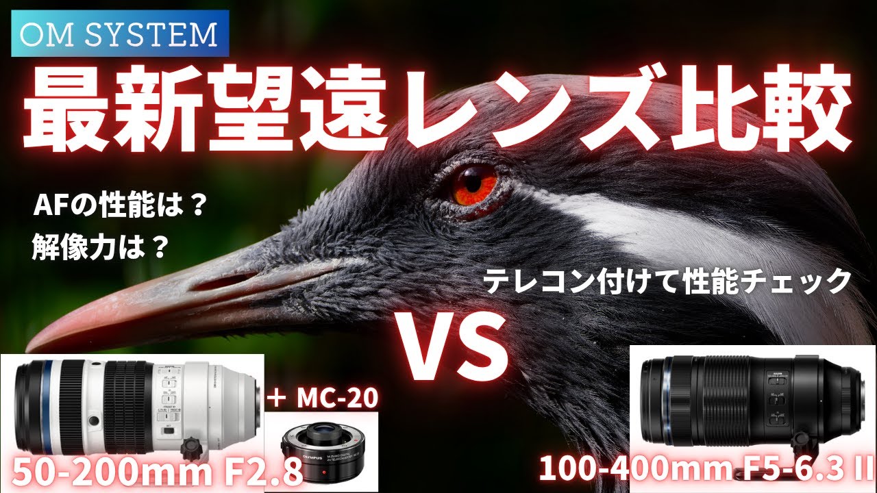 【実写比較】50-200mm F2.8 + 2倍テレコン vs 100-400mm II 換算200-800のレンズを比較してわかったこと【OM SYSTEM】【マイクロフォーサーズ】