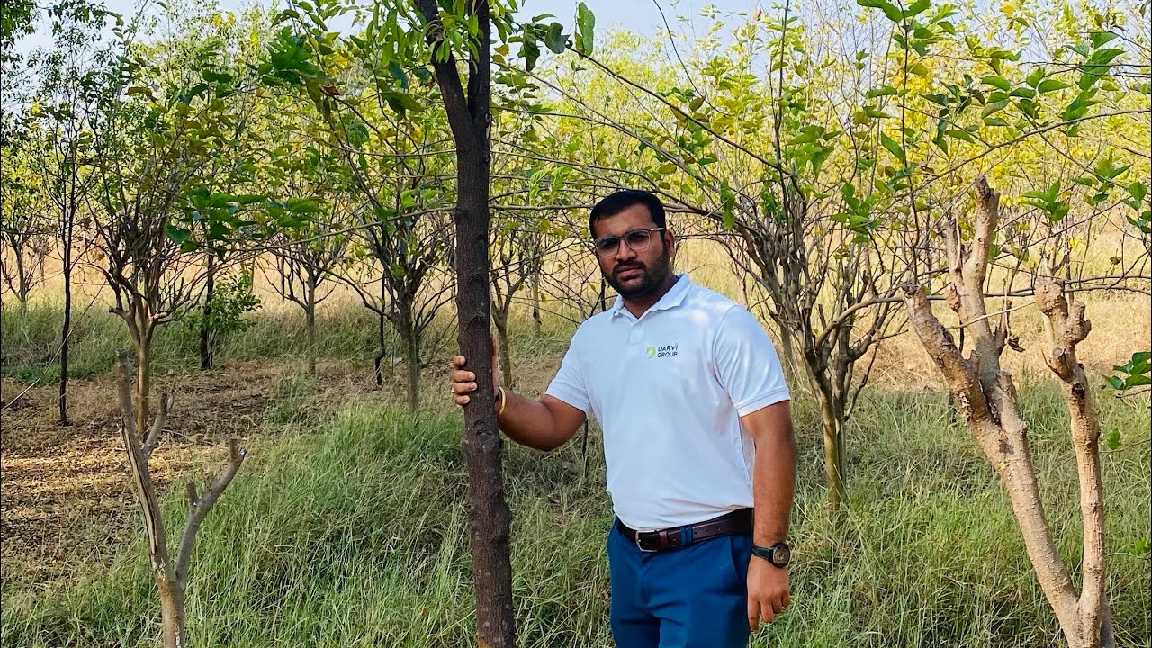 SANDALWOOD  FARM VISIT ( Ranebenur)