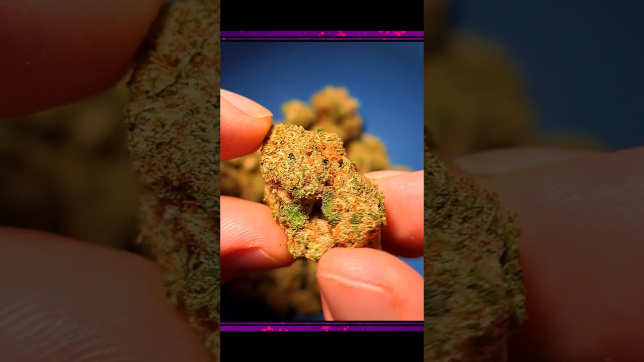 PINK GASOLINE  // GORILLA KUSH // UK MEDICAL CANNABIS