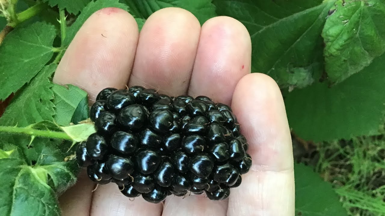 Growing HUGE Kiowa blackberries | pros and cons