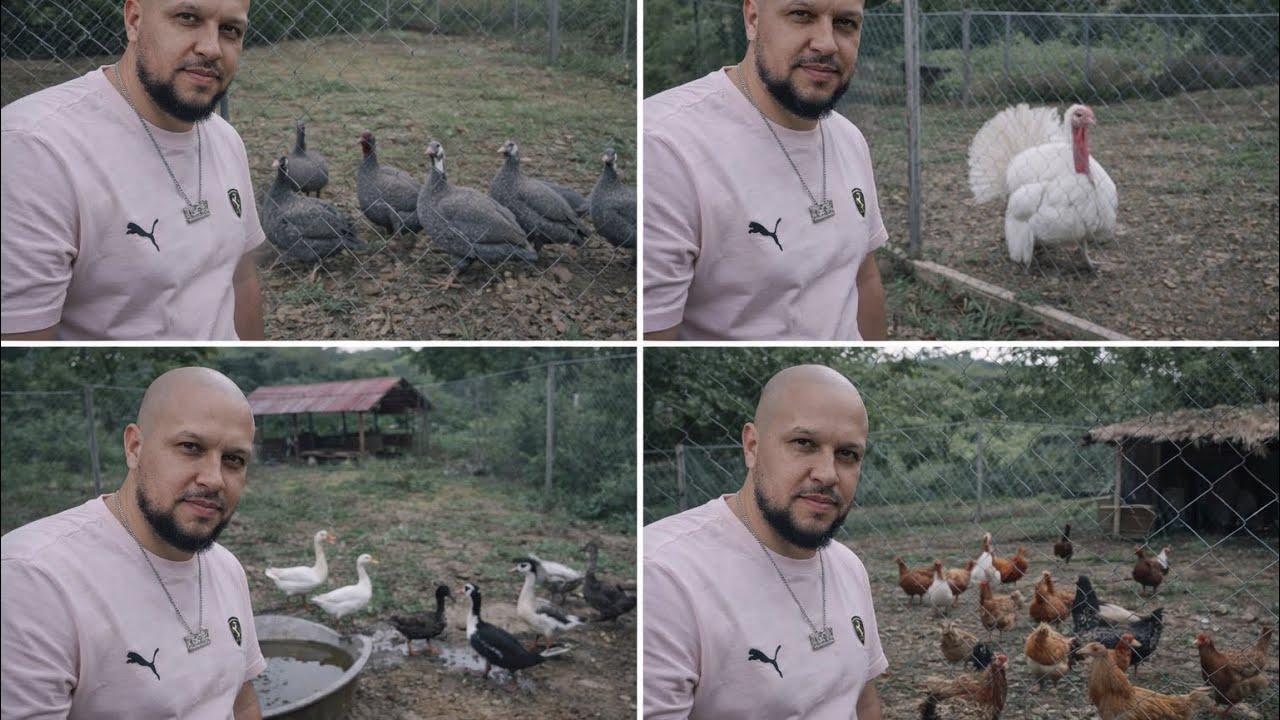 Avicultura , natural 🐥 patos  de corral