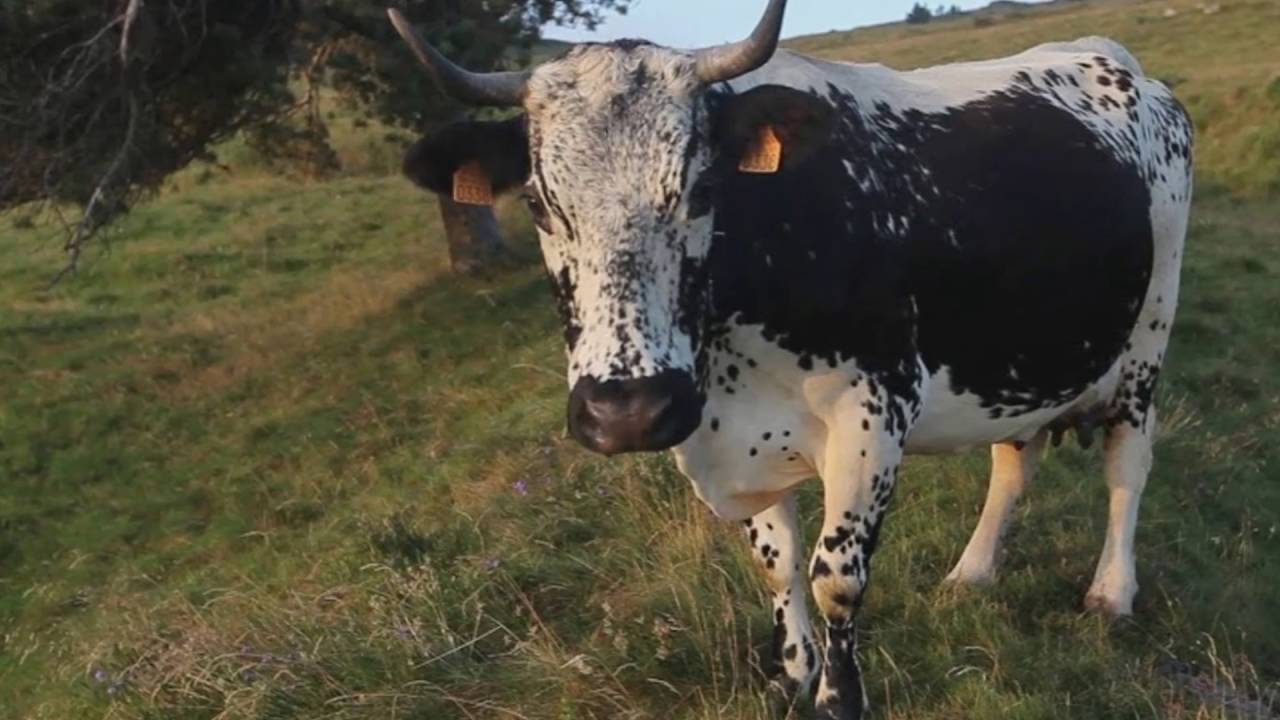 Les Fermes Auberges et leurs repas marcaire, en  Alsace