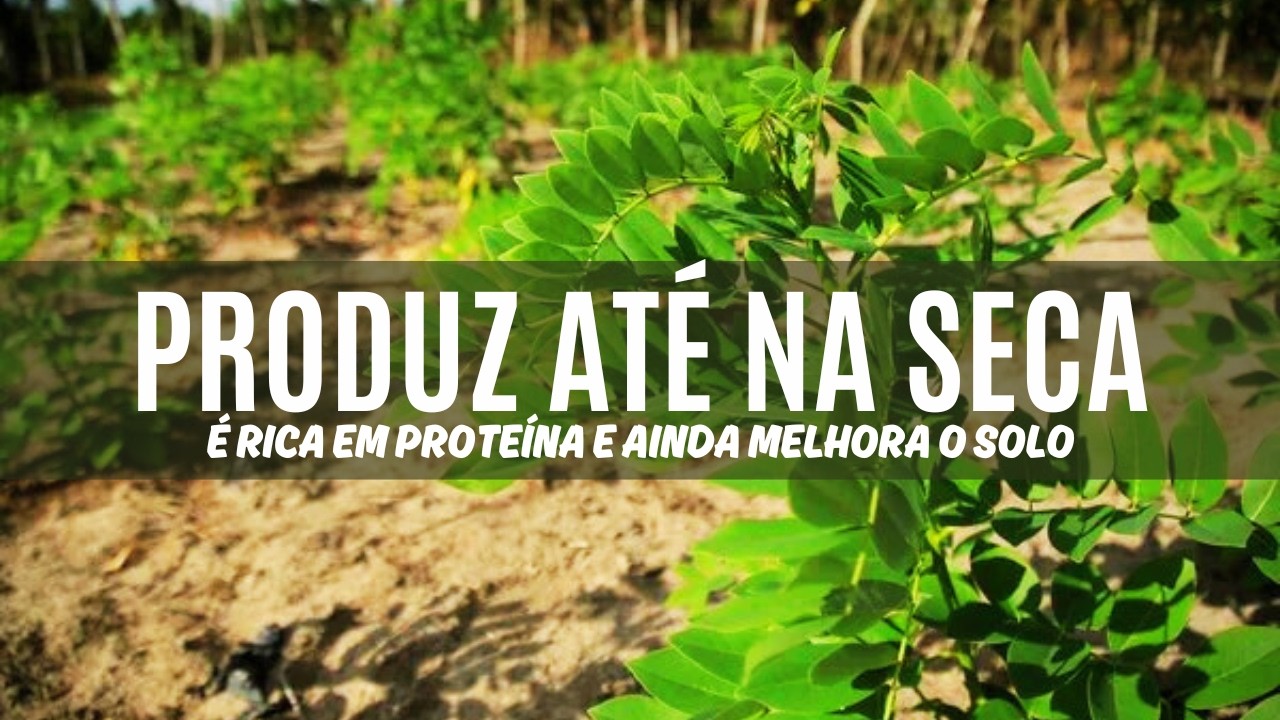 Forrageira Rica em Proteína, Sustentável e Produtiva – Produz Até na Seca e Ainda Melhora o Solo!
