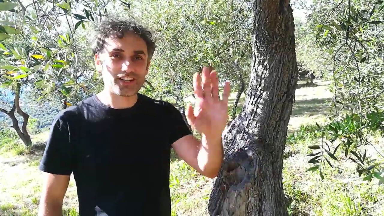 La carie del legno cosa è, come riconoscerla e cosa fare...