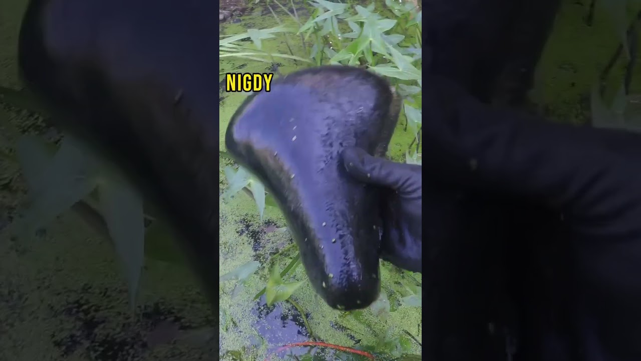 TEGO NIGDY NIE ZŁOWIŁEM! #magnes #magnet #magnesneodymowy #magnetar #magnetfishing #magnetarmagnets