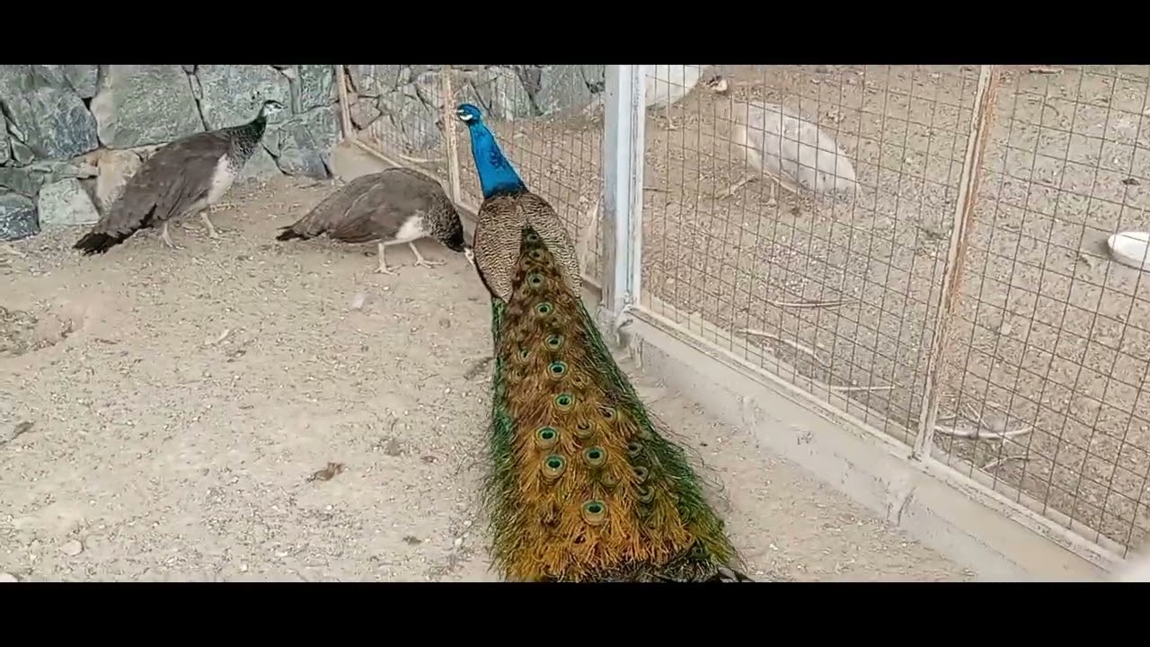 UAE Flower Farm Ras Al Khaimah 