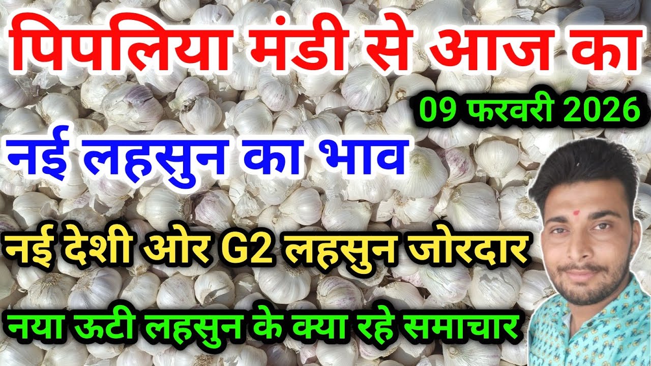 नई देशी ओर ऊटी लहसुन का भाव आज का पिपलिया मंडी New Garlic Price Today Pipliya Mandi February 9, 2026