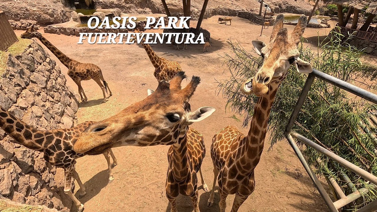 Oasis Wildlife Park Fuerteventura 🦒🐫 | Amazing Animals in 4K | No Commentary