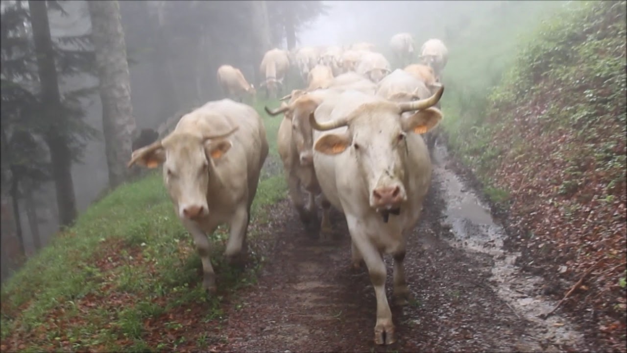 Départ en transhumance en Vallée de Barousse