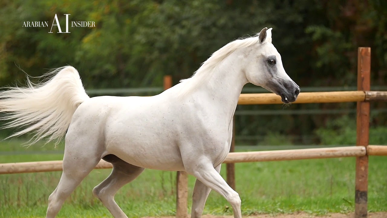 ALRAYYAN FARM | Stud