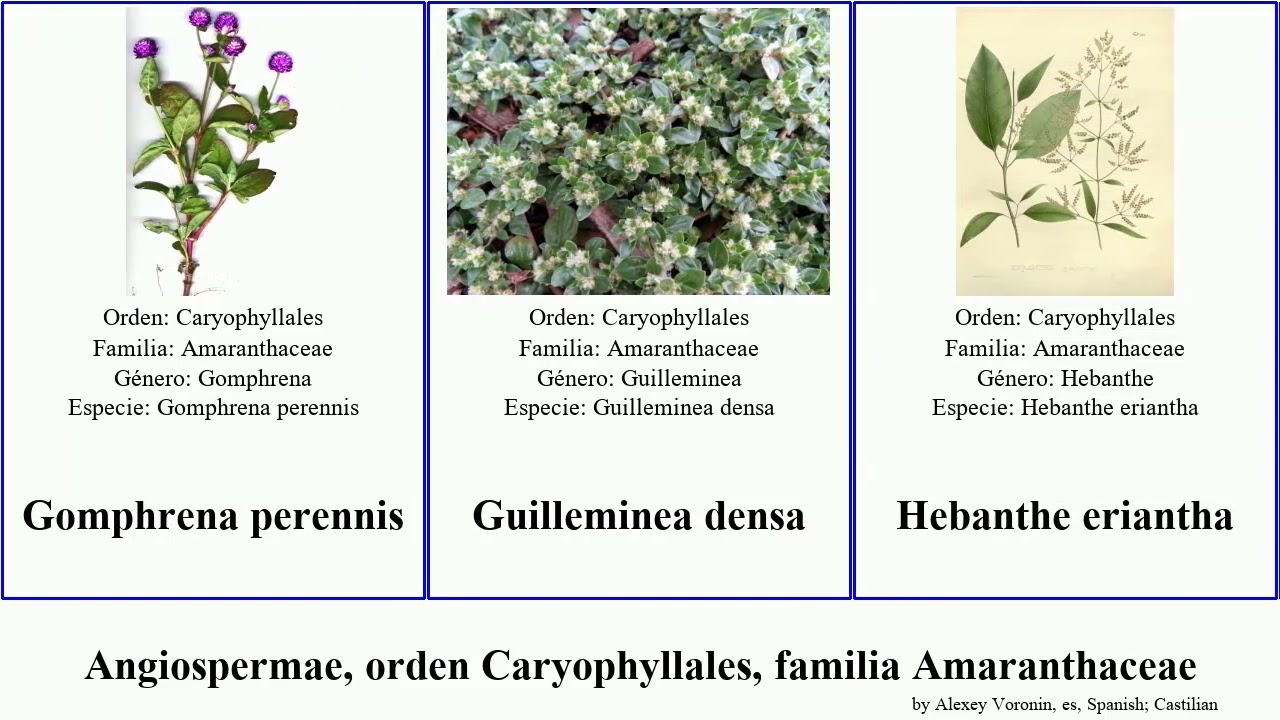 Angiospermae, orden Caryophyllales, familia Amaranthaceae gomphrena sclerolaena celosia elegans