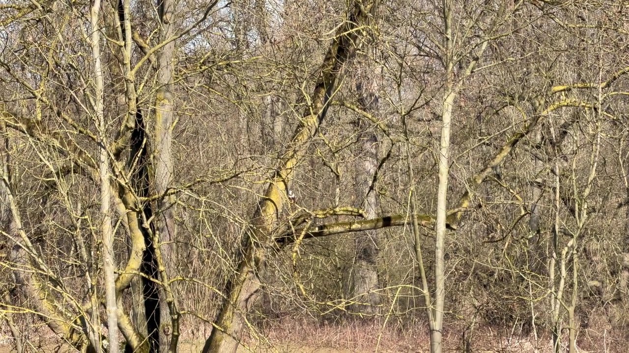 In der Natur