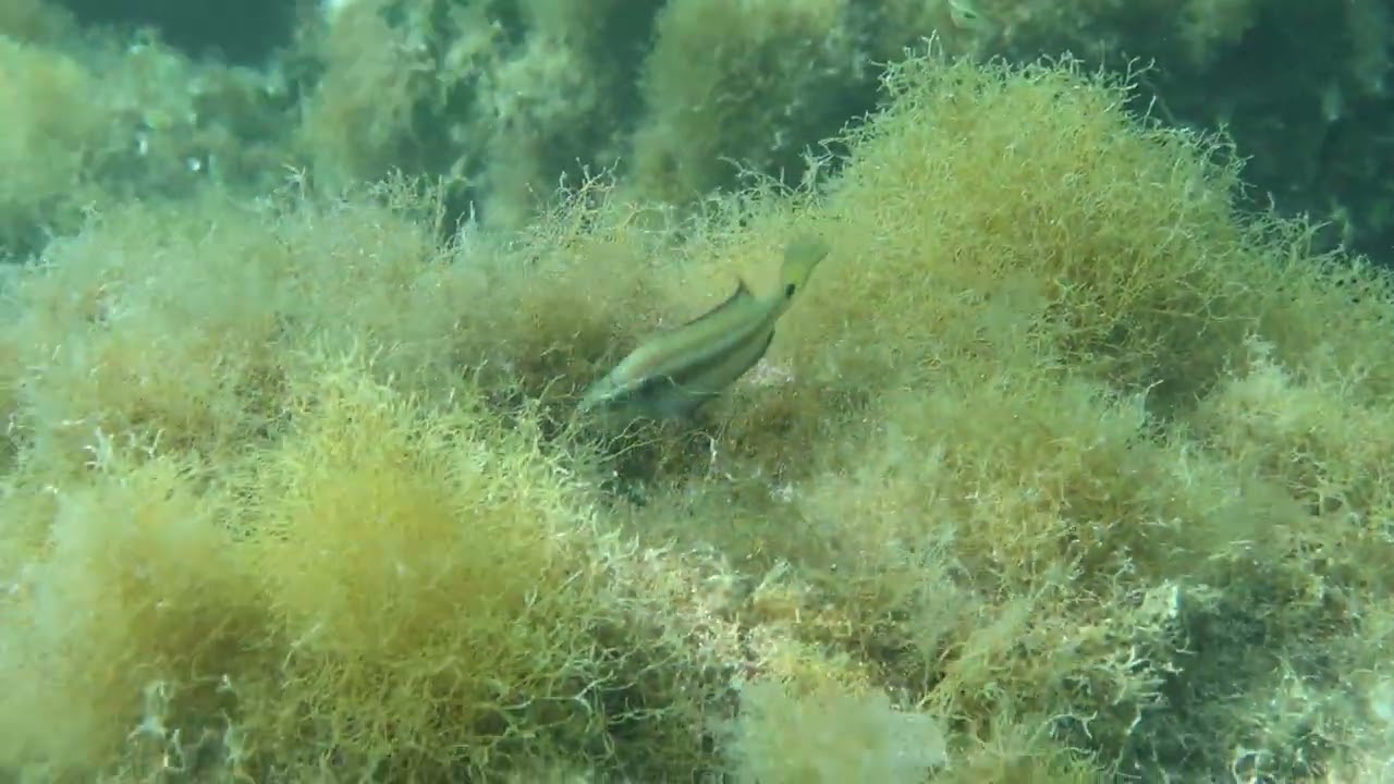 Ocellated wrasse Symphodus ocellatus male and female behaviour at nest, Malta