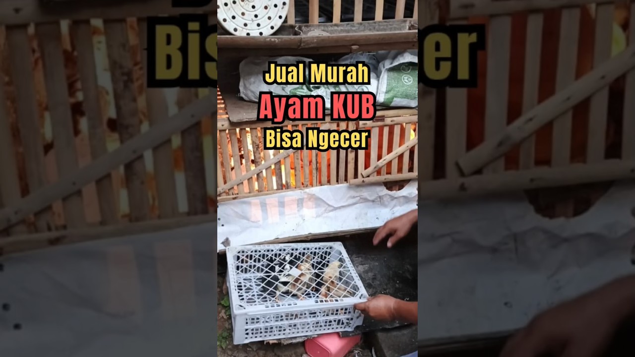 Jual Ayam KUB Murah Bisa Ecer #shorts
