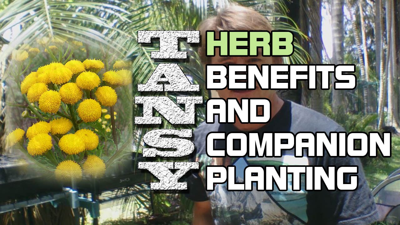 Tansy Herb Benefits and Companion Planting