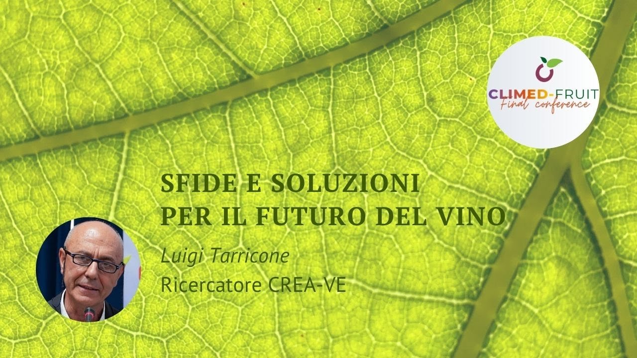 Viticoltura e Cambiamento Climatico: Sfide e Soluzioni per il Futuro del Vino
