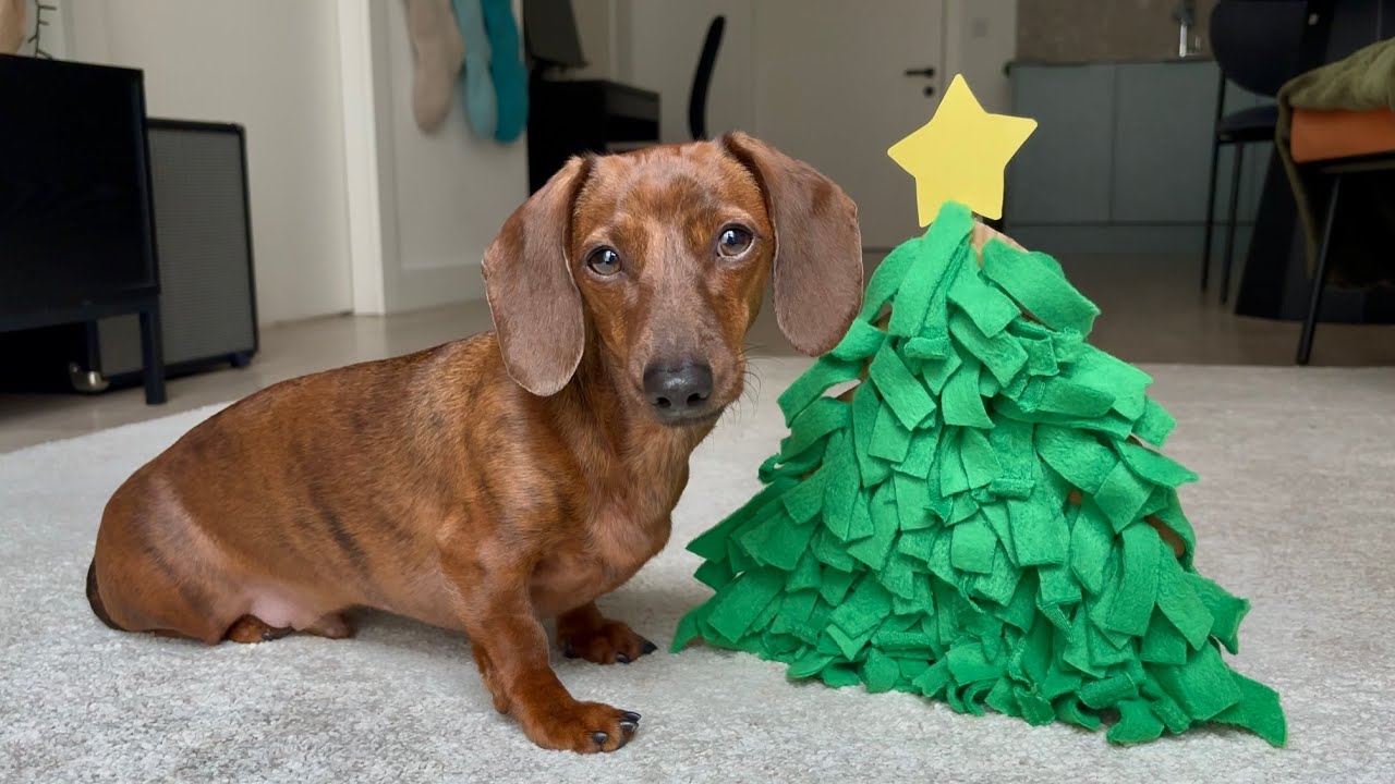 Mini dachshund gets crafty for his Christmas advent challenge!