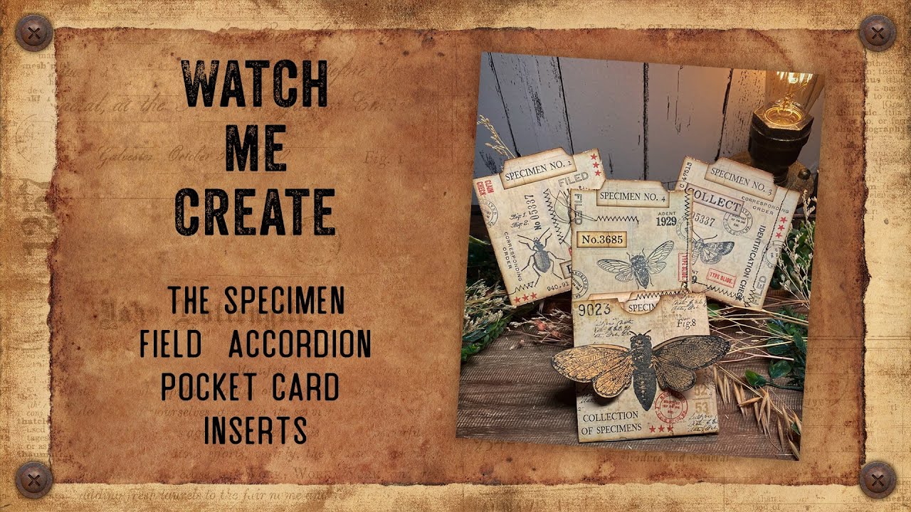 Watch Me Create The Specimen Field Accordion Pocket Card Inserts #specimenpocket #junkjournaling