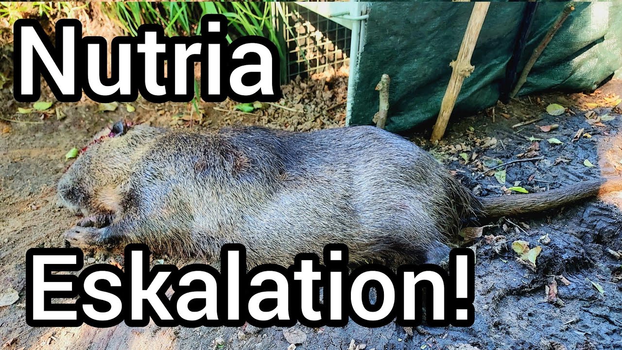 Nutria Jagd mit Büchse und Falle - Große Schäden durch Sumpfbiber an Kartoffeln und Mais