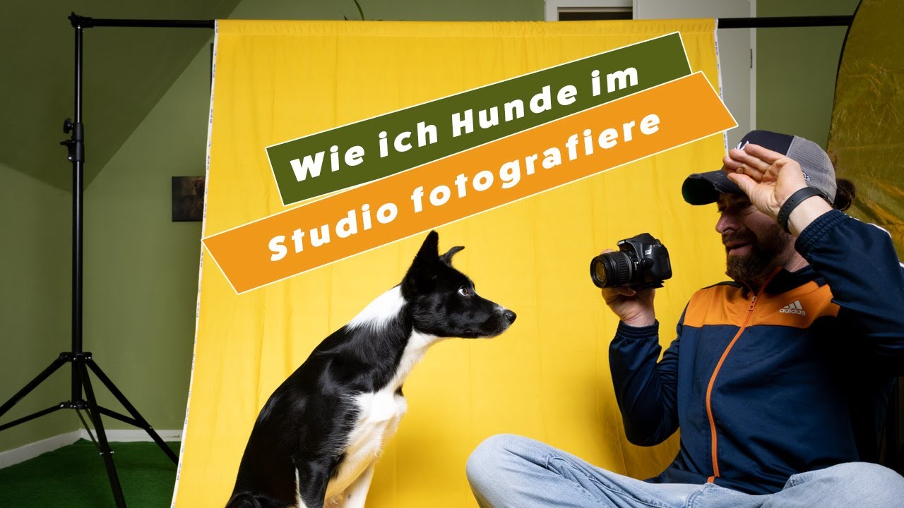 Hunde im Studio fotografieren