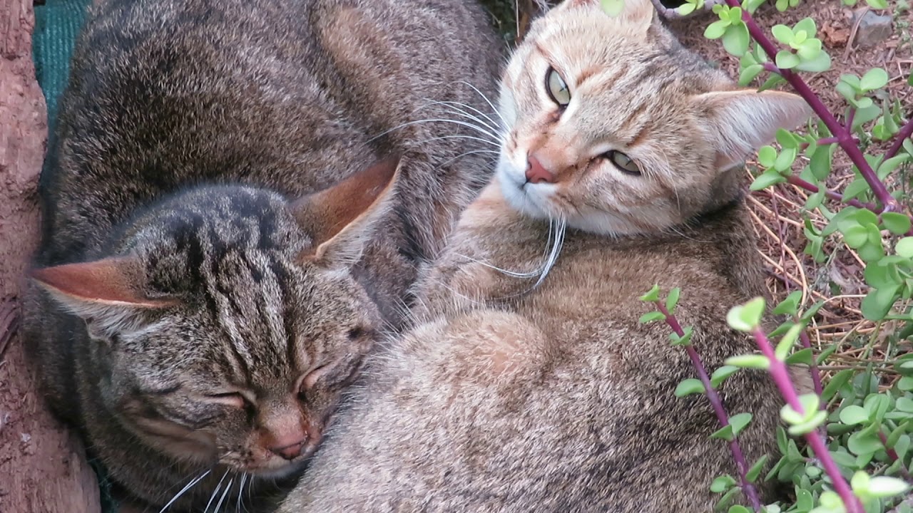 African wildcats relaxing