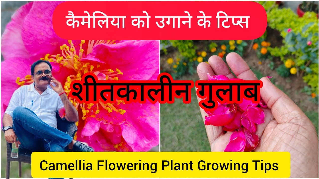 कैमेलिया या शीतकालीन गुलाब को उगाने और देखभाल के टिप्स। Camellia Flowering Plant Growing Tips.