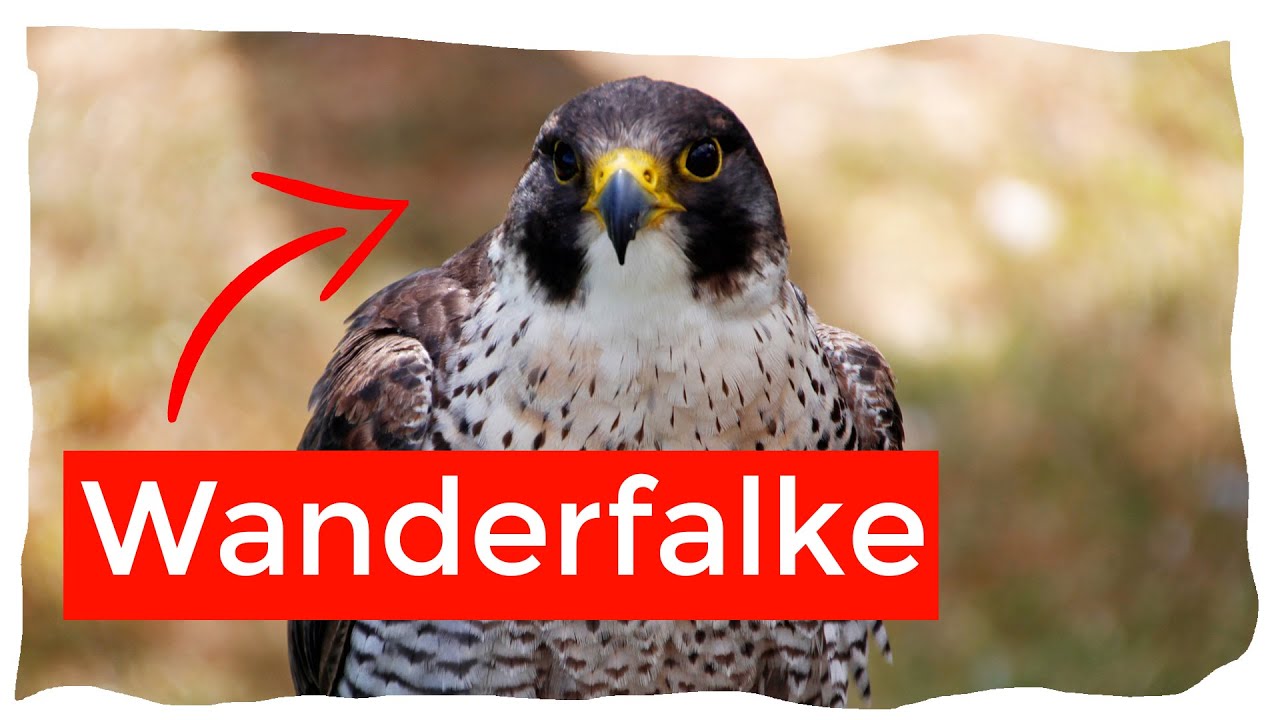 Wanderfalke Steckbrief | Aussehen, Verbreitung und mehr