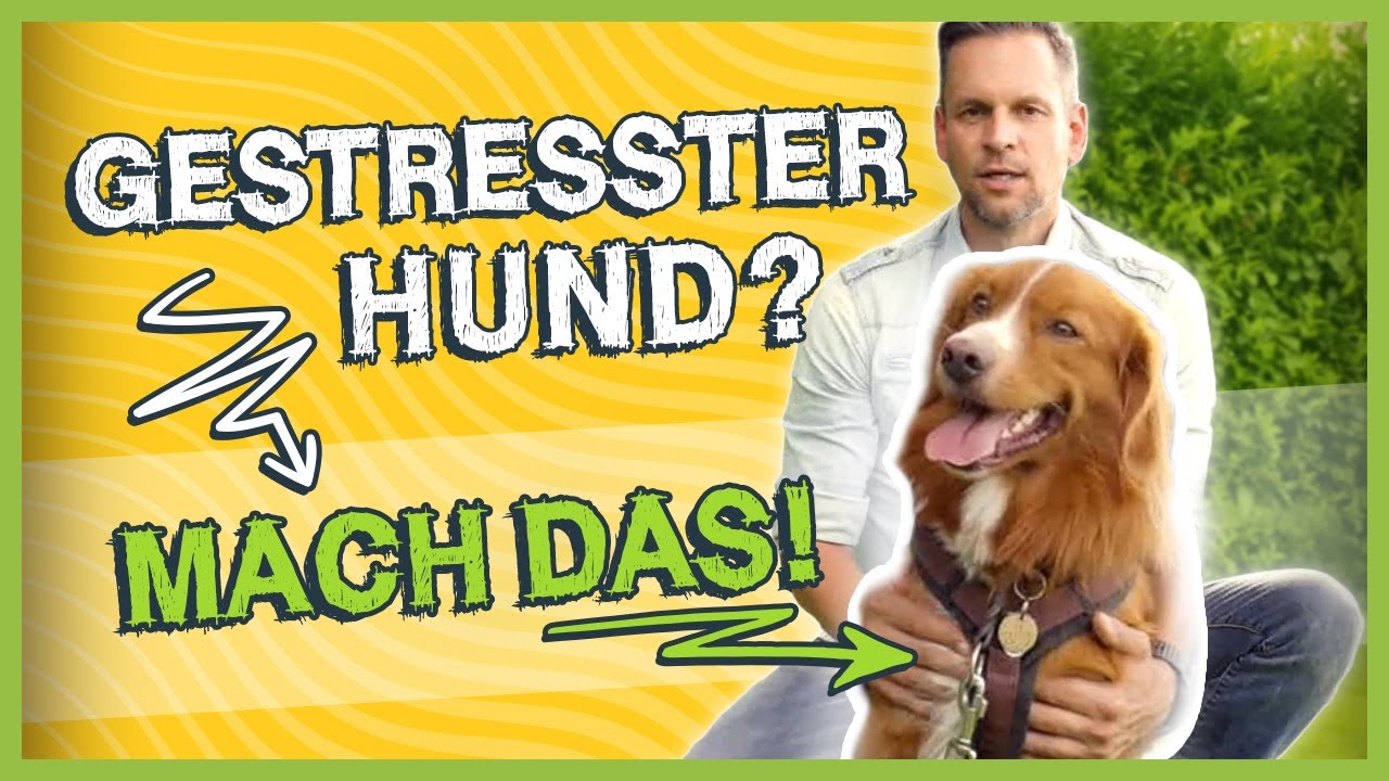 Hund GESTRESST oder AUFGEREGT? Wie du deinen Hund garantiert beruhigst
