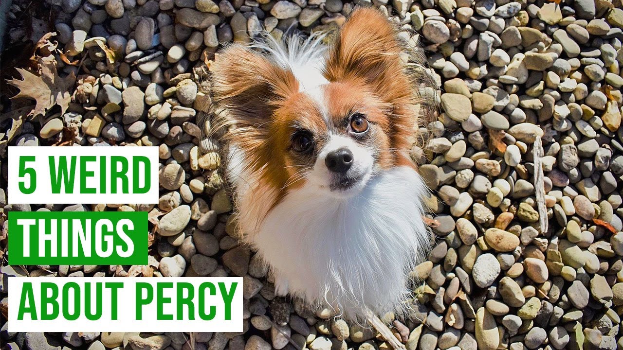 5 Weird Things My Dog Does // Percy the Papillon Dog
