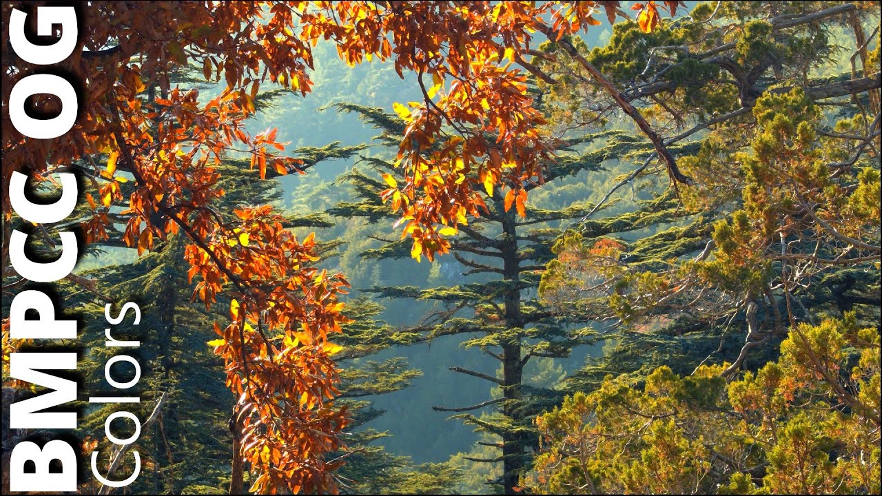 Bmpcc og 2023 | Amazing colors | Raw video | Cinema dng | Forest colors