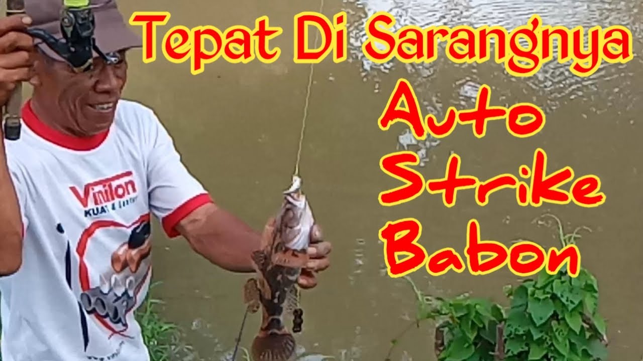 Mancing Ikan Betutu Tepat Di Sarangnya Auto Strike Babon Semua